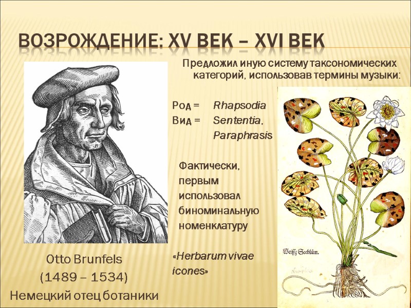 ВОЗРОЖДЕНИЕ: ХV век – ХVI век Otto Brunfels (1489 – 1534) Немецкий отец ботаники